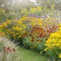 Rare the Himalayas Green Ball Flax 100 Seeds