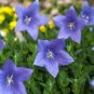 Rare the Himalayas Green Ball Flax 100 Seeds