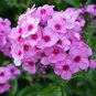 Rare the Himalayas Green Ball Flax 100 Seeds