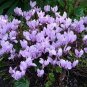 Cyclamen Hederifolium Ruby Glow 12 Seeds