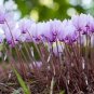 Cyclamen Hederifolium Ruby Glow 12 Seeds