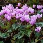 Cyclamen Hederifolium Ruby Glow 12 Seeds
