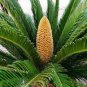 Bottle Palm Tree Bonsai Exotic Bonsai Tree Tropical Ornamental Plant 20 Seeds