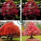 Rare Red Chinese Maple Seeds Acer (Palmatum atropurpureum) Bonsai 120 Seeds