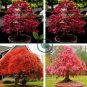 Rare Red Chinese Maple Seeds Acer (Palmatum atropurpureum) Bonsai 120 Seeds