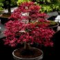 Rare Red Chinese Maple Seeds Acer (Palmatum atropurpureum) Bonsai 120 Seeds