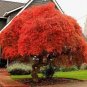 Rare Red Chinese Maple Seeds Acer (Palmatum atropurpureum) Bonsai 120 Seeds