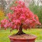Rare Red Chinese Maple Seeds Acer (Palmatum atropurpureum) Bonsai 120 Seeds