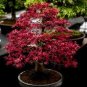 Rare Red Chinese Maple Seeds Acer (Palmatum atropurpureum) Bonsai 120 Seeds