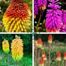 True Hot Poker (Kniphofia Uvaria) Beautiful Torch Lily Flower 200 Seeds