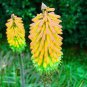 True Hot Poker (Kniphofia Uvaria) Beautiful Torch Lily Flower 200 Seeds