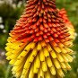 True Hot Poker (Kniphofia Uvaria) Beautiful Torch Lily Flower 200 Seeds