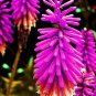 True Hot Poker (Kniphofia Uvaria) Beautiful Torch Lily Flower 200 Seeds