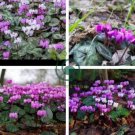 Purple Cyclamen Coum 12 Seeds