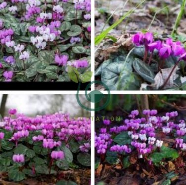 Purple Cyclamen Coum 12 Seeds