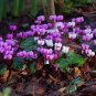 Purple Cyclamen Coum 12 Seeds