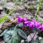 Purple Cyclamen Coum 12 Seeds