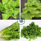 Buttercrunch Lettuce 400 Seeds