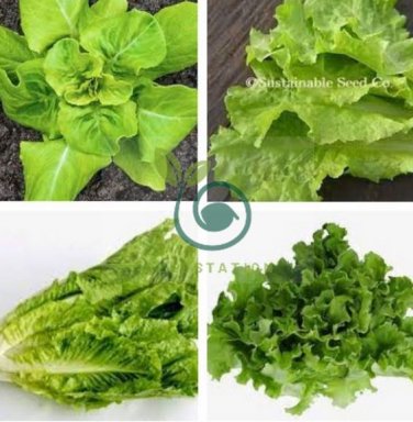 Buttercrunch Lettuce 400 Seeds
