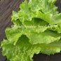 Buttercrunch Lettuce 400 Seeds
