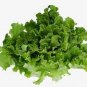 Buttercrunch Lettuce 400 Seeds