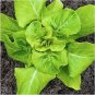 Buttercrunch Lettuce 400 Seeds