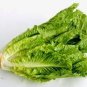 Buttercrunch Lettuce 400 Seeds