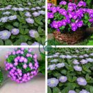 Vinca Bonsai Flower Mix Cover Behind House Jardin Perennial Flowers 200 Seeds