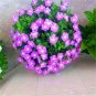 Vinca Bonsai Flower Mix Cover Behind House Jardin Perennial Flowers 200 Seeds