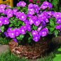 Vinca Bonsai Flower Mix Cover Behind House Jardin Perennial Flowers 200 Seeds