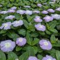 Vinca Bonsai Flower Mix Cover Behind House Jardin Perennial Flowers 200 Seeds