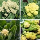 Broccoli - Early White Sprouting Green Vegetable 240 Seeds