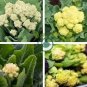 Broccoli - Early White Sprouting Green Vegetable 240 Seeds