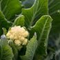 Broccoli - Early White Sprouting Green Vegetable 240 Seeds