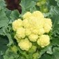 Broccoli - Early White Sprouting Green Vegetable 240 Seeds