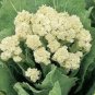 Broccoli - Early White Sprouting Green Vegetable 240 Seeds