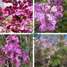 Lilac Flowers Syzygium Aromaticum Flower 120 Seeds