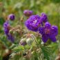 Perennial Fleur Graine Geranium Flowers 200 Seeds