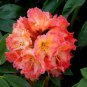 Rare Azalea Rhododendron Plants 200 Seeds