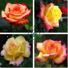 Rare Yellow with Pink edge Rose 200 Seeds