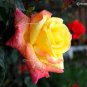 Rare Yellow with Pink edge Rose 200 Seeds