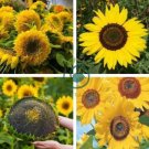 Heirloom Yellow Black Clusters of Middle Sunflower 30 Seeds