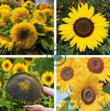 Heirloom Yellow Black Clusters of Middle Sunflower 30 Seeds