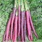 New Imperator-shaped Red Purple Carrot Hybrid 200 Seeds