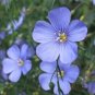Heirloom Wild Blue Flax Perennial Flower 120 Seeds