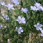 Heirloom Wild Blue Flax Perennial Flower 120 Seeds