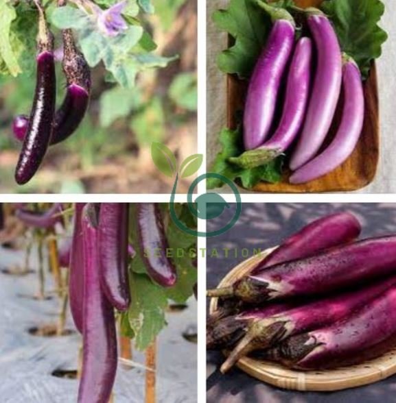 Sichuan Corolla Light Purple Early Middle Maturing Long Eggplant