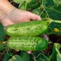 Cucumber Japanese Short Thick Vegetable 40 seeds