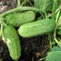 Cucumber Japanese Short Thick Vegetable 40 seeds