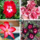 Rosy Adenium Obesum One in Siam Desert Rose Flowers 4 Seeds